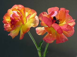 flaming red buttercups