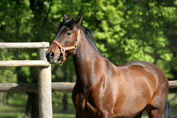 Obraz premium horse in the park