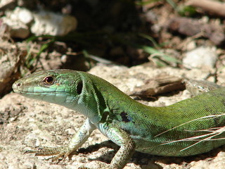 testa di lucertola