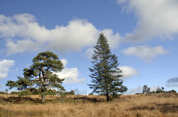 Obraz premium schwarzwald