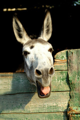 asino © fotografiche.eu