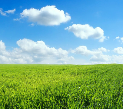 wheat field over beautiful blue sky