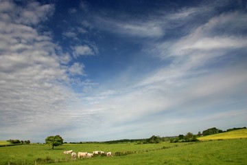 peaceful landscape