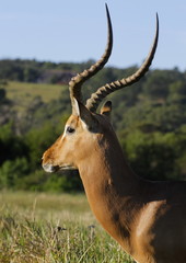 impala profile