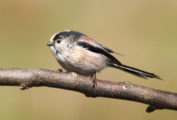 english long-tailed tit
