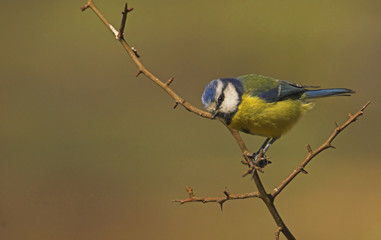 vigilant blue tit