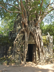 banyan tree covering entirely an old khmer pyramid temple, bayon