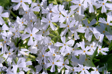 spring flowers blooming in the garden