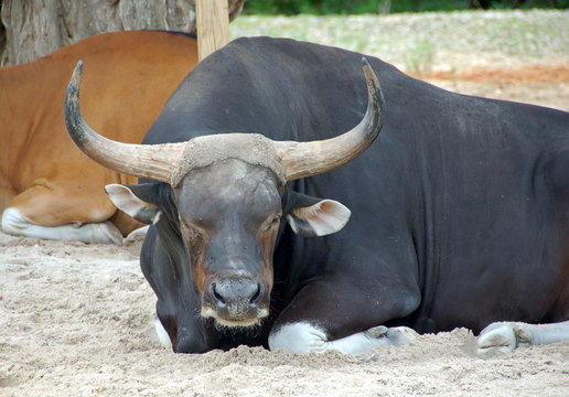 banteng ox