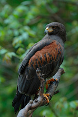 hawk