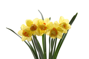 daffodils