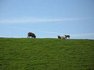 Schafe auf friesischer D&uuml;ne