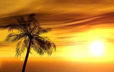 Fototapeta na wymiar palma na bezludnej wyspie
