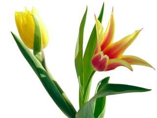 tulips