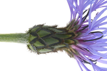 cornflower