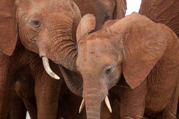 Fototapeta na wymiar Afrykańskie słonie przytulanie młodzieży