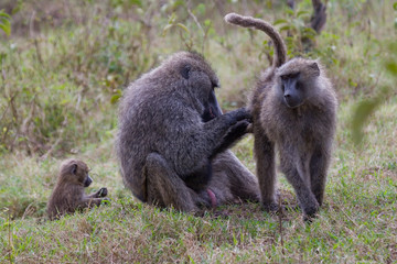 Baboon couple grooming