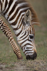 Plains Zebra