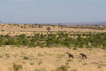 Spotted Hyenas in Savanna