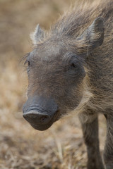 Warthog Piglet