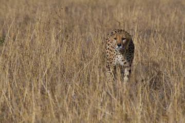 cheetah, acinonyx jubatus