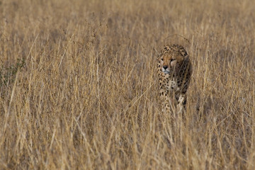 Cheetah Acinonyx jubatus
