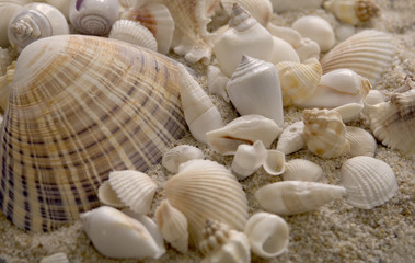 seashells