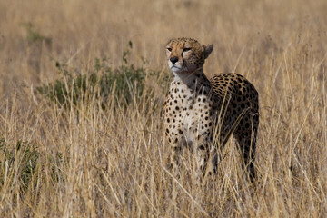 Fototapeta premium cheetah, acinonyx jubatus