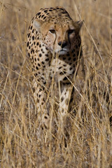 Fototapeta na wymiar gepard