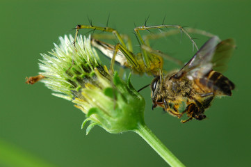 spider eating a bee