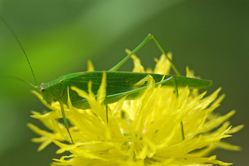 green color grasshopper