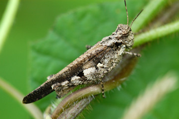 brown color grasshopper