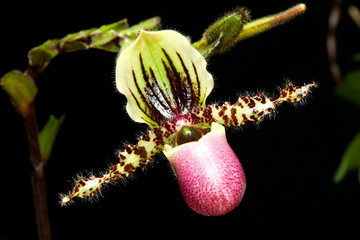 orchids flowers (paphiopedilum sp)