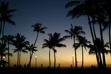 Fototapeta na wymiar palms at dusk