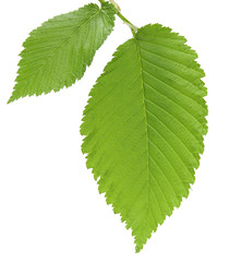 leaf of an elm