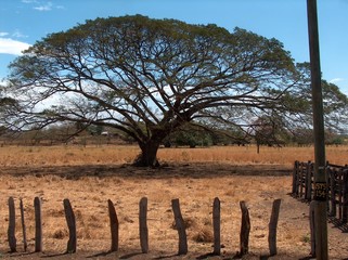 baum auf der steppe