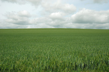 champ de ble vert