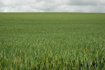 champ de ble vert