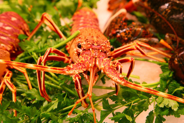 do you like lobster