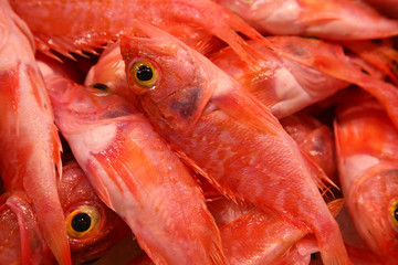 red fish with yellow eyes