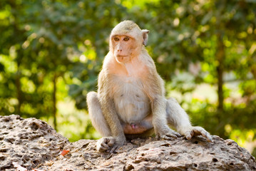 sitting monkey