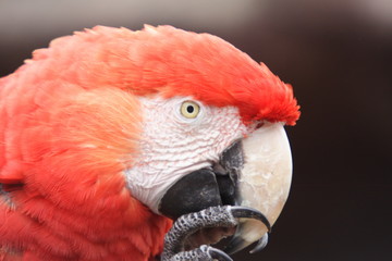 parrot