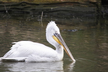 Fototapeta na wymiar pelican
