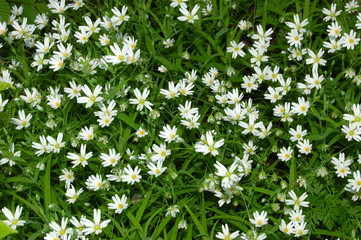 caryophillaceae - stellaria holostea l.