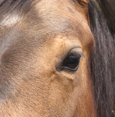 close up of horse eye
