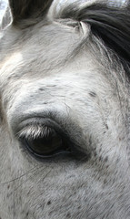 close up of horse eye