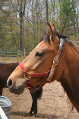 Obraz premium horse looking at the camera