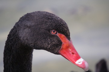 black swan