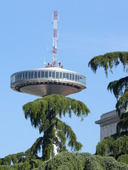 platillo sobre un pino