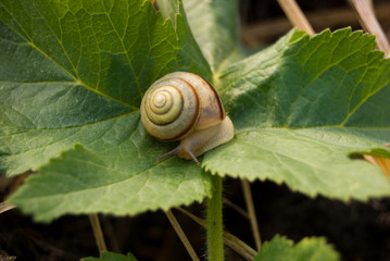 snail